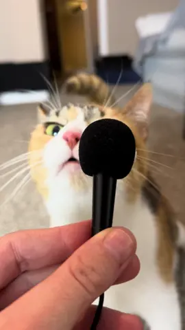 Ada smells 500k 👀 We’re so close!! 🎉 #wobblycat #cerebellarhypoplasia #cerebellarhypoplasiacats #chcat #calicocat #calico #catsoftiktok #cat #cutecat #foryou #foryoupage 