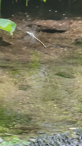 “This behavior is typically seen in male dragonflies, and it is believed to be related to courtship and mating. Some scientists believe that the male dragonfly is using this behavior to attract a female, while others believe that the male is marking his territory by releasing pheromones into the water.”