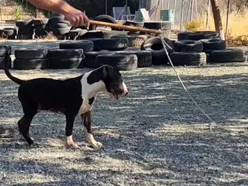 Mastering the Flirt Pole: Building Drive and Exercising Your Dog!!! Building drive in your dog is an art, and in this video, we’ll show you exactly how to do it using a flirt pole! Whether you're looking to boost your dog's drive or simply give them a fun and effective workout, the flirt pole is an incredible tool. In this video, we demonstrate how we use the flirt pole differently for two of our Bull Terriers—Rea and Hercules—depending on our training goals. With Rea, we focus on exercise and play, using controlled movements and commands.  With Hercules, our focus shifts to building drive, using techniques that mimic prey behavior to engage his instincts . As professional dog trainers and Bull Terrier breeders with over 20 years of experience, we’re here to share our knowledge and tips with you.  If you’re curious about how to get the most out of your flirt pole sessions, or if you’re wondering whether this kind of play could encourage unwanted behavior, we’ve got you covered. Don’t forget to follow for more dog training tips, and leave a comment if you’d like a deeper dive into any of the topics we cover today!#bullterrierpuppy #bullterrier #DogTraining #bullterrierlife 