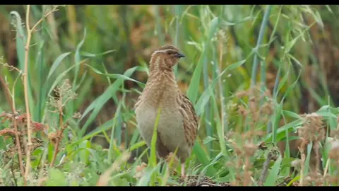 #طائر #الفري #صوت #bird #sound #quail #common #fypシ #foryoupage #viralvideo 