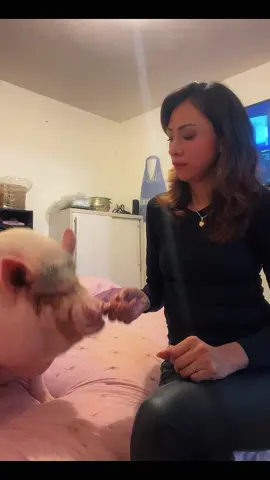 #minipig #mascota #cantinflas #humor #pets #cerditos 