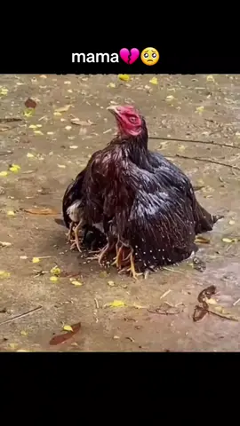 Touching video of a hen trying to protect her chicks 🥺💔 #viral #cool #amazing #chicken #foryou #fyp 