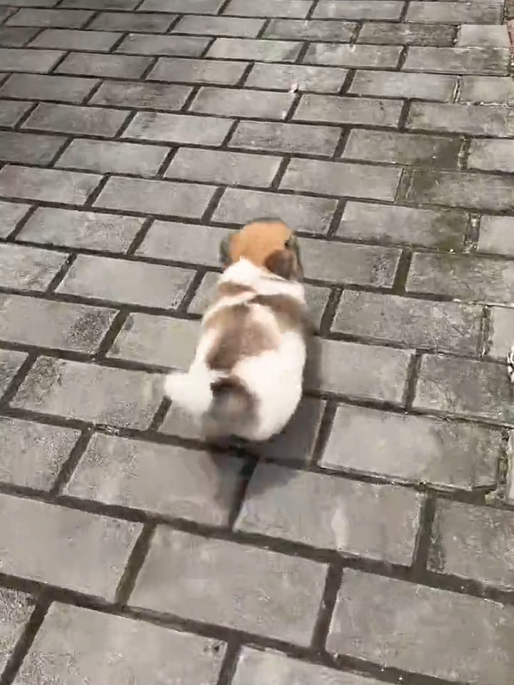 This Puppy Running for His Life Will Make You Laugh Out Loud! 🐕🤣💨 #funnydogvideos #puppychase #cutefun #doghumor #puppyjoy #funnymoments
