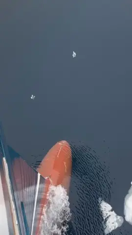 #cruiseship #bigwaves #storm #scary 