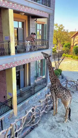 Gifaffes#giraffe #animal #nature 