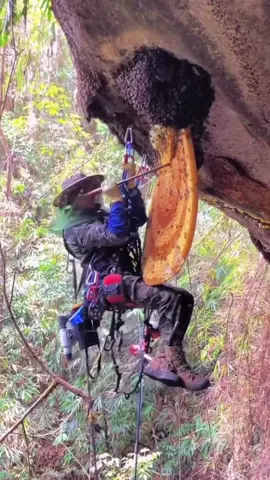 Honey hunters ascend to the base of cliffs in central Nepal and ascend them to collect honey to take back home to their families 🍯🐝 Besides the danger of falling, they also happen to be harvesting the honey of the largest honeybee in the world. The Himalayan honey bee can grow to be up to 3 cm (1.2 in) in length. Due to grayanotoxins from the white rhododendrons they feed on in the spring, their spring honey can be intoxicating, and fetches high prices in Japan, Korea and China. The open cliff-face hives help protect the bees from predators and keeps them warm by exposing them to sunlight. Honey hunting is among the oldest known human activities. There is an 8,000-year-old cave painting in Spain that portrays a man climbing vines to collect honey. One can imagine that these brave honey hunters’ occupation probably stretches back just as far, if not further. #fyp #foryou #honey #bees 