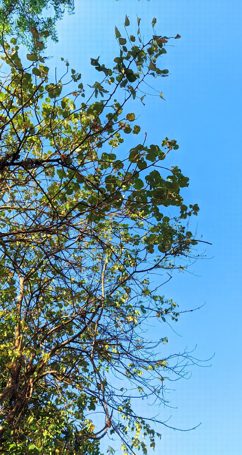 #aesthetic #cinematic #foto #fotografer #landscape #alam #pohon #langit #daun #minggu #vibes #weekend #bendungantajum #ajibarang #ajibarang24jam #ajibaranghits #tiparkidul #fyp #viral #beranda 