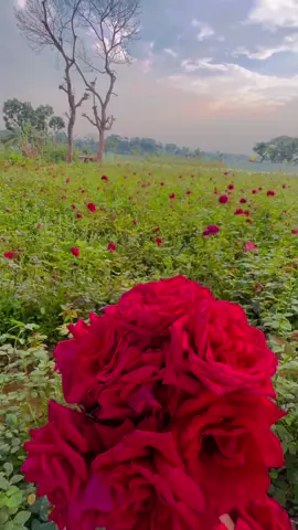Golap Gram🌹#unfrezzmyaccount #tiktok #foryoupage #fypシ゚viral 
