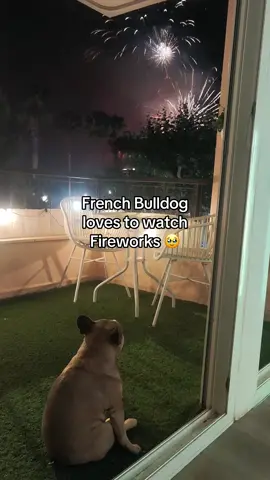 It’s not every day that you see a dog who actually likes to sit and watch fireworks 😂🥺⁠ ⁠-⁠ Credit: Albert Gimenez Sebastian 