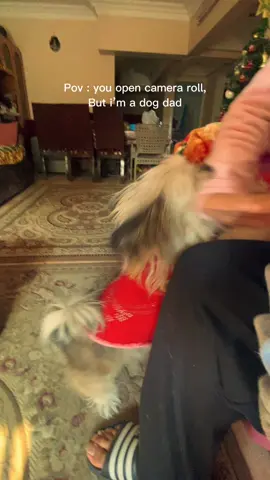 #CapCut #dog #dogdad #fyp #lovelygirl 