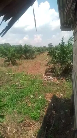 siang dikebun sawit #kebunsawit  #kelapasawit  #bangkabelitung 