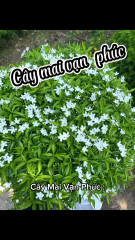 Cây Mai Vạn Phúc-Hoa Trắng-Thơm-Nở hoa quanh năm ! #câycảnh #cây #câycảnhbonsai @Come Minh Vietnam 
