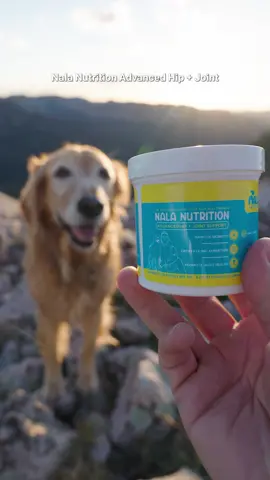 Nala gives her @nalanutrition Advanced Hip + Joint Supplement a stomp of approval 🙌  First 2,500 orders get a special Nala side eye sticker 👀 Key benefits of Nala’s Hip + Joint Powder Formula: -100% active ingredients - every granule of powder is helping to keep the joints healthy -Safe, simple, high quality ingredients that have been used in both humans and animals for years -120, 60, or 40 servings in each jar depending on the weight of your dog -Green lipped mussel powder has demonstrated anti-inflammatory properties (has a sort of fishy smell/taste which dogs are loving so far 🐟) Let me know if you have any questions, and thank you all for your support 🙏 #dog #goldenretriever #nalanutrition