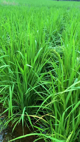 65 HST🌾 #padimapan05 #padi #padisawah #petani #petanipadiindonesia🌾🇲🇨 #petanimudasukses 