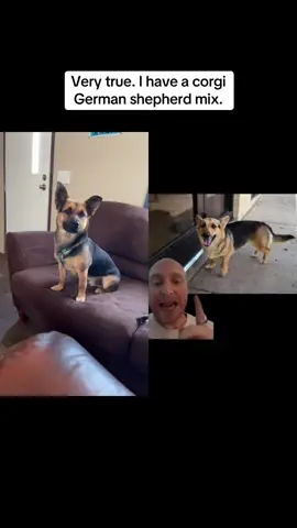 #duet with @fridge_vids #corgi #greenscreen #germanshepherd #pet #truth 