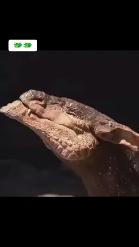 this dragon 🐲 was trappad in cave for 1000  years 🐲🐲🐲💔💔💔 یہ ڈریگن 1000 سال تک غار میں پھنسا ہوا تھا۔ 🐲🐲🐲💔💔💔 #TikTokShortFilm #story #movie #movieclip #cinema #trending  #hindi #urdu #englishsubtitles  #tiktok #foryou #foryoupage  #fypシ #fypviral #fyp 
