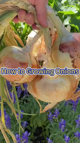 #garden #gardening #gardening101 #gardeningtips #planting #farming #onion 