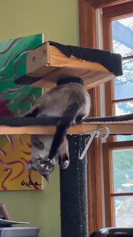 Funny Cat 😂 #catsoftiktok #cats #funnycats 