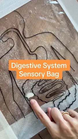 Such a fun way to learn about The Digestive System! #kidslearnthroughplay #sensoryplay #pottytraininingmama 