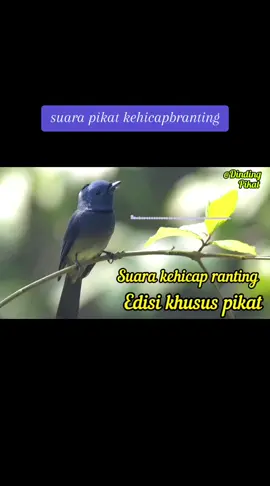 #kicau #terapia #alam @Antoni iLay jE (No_KiLL) 