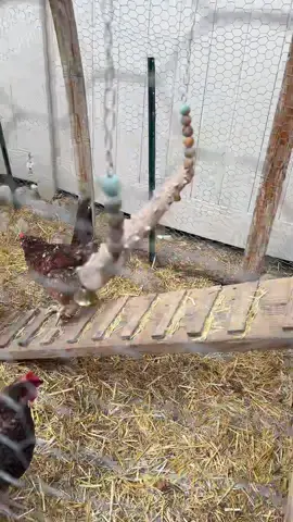I love the sound of a sprinkler… this kind of sprinkler. 😁 #chickens #fresheggs #sprinkler #lawn 