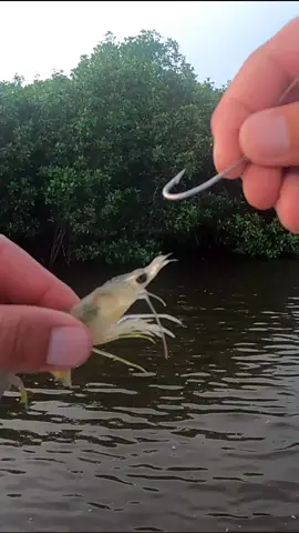 pesca de ROBALO con CAMARON VIVO. #pesca #pescadeportiva #videodepesca #snook #viral#viralvideo #viral #snook #snapper
