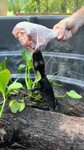The fiercest, most determined apex predator!! Little tadpole showing her might!! Tadpole is one of our rescue nuisance gators that came in with a missing tail! No way to know how it happened, but she’s not letting it slow her down!! @gabbynikolle has decided via gut feeling that tadpole is a girl, but we don’t actually know definitively and won’t be able to check until she’s a little older and bigger. Tadpole will also be the FIRST gator I have ever raised from baby to adult!! Which is exciting! Everyone assumes I raised the adult gators I have work with throughout my career, but no, I’ve actually never raised one from baby to adult!  If you would like to donate to the care of the sanctuary animals, we greatly appreciate any support!! You can make a tax deductible donations directly through our website bellowingacres.org  #Fox #animaleducation  #FennecFox #Rescue #AnimalRescue #AnimalSanctuary #ExoticAnimals #Animals #Animals #Mammal #CuteAnimals #educational #coati #coatimundi  #cavy #patagoniancavy #emu #pig #VietnamesePotbellyPig #RescuePig  #emu     #Gator #Alligator #crocmonitor #crocodile #nilecroc #nilecrocodile        