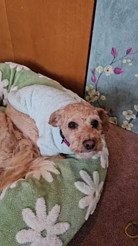 her little face 😭😭😭 Ducky is a rescue that lived outside with no bed or shelter for 3 years. Now she refuses to lie down on the floor. I've had to buy another dog bed for every room! This one is the best by far. #ducky #kipperandducky #dogbed #bestdogbed #rescuedog #sadrescuedogs #rescuepup #rescuepuppy 