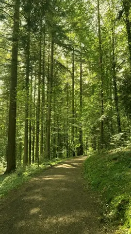 let's take a walk  #fypシ #aesthetic #peaceful #walkalongthebeach #followformorevideo❤️❤️❤️ #walktrail #aesthetic #naturewalks #foryoupage #Summer 