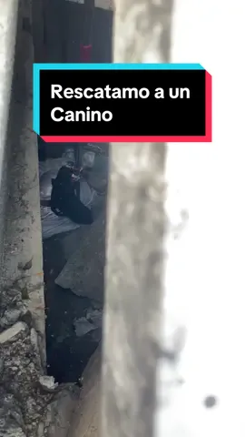 Ritual de Brujeria con un Cachorro. #brujeria #brujeriadeamor #brujeriatradicional #ritualesmagicos #ritualesmagicos #rituales #ritual #bruja #rituals #brujerias 