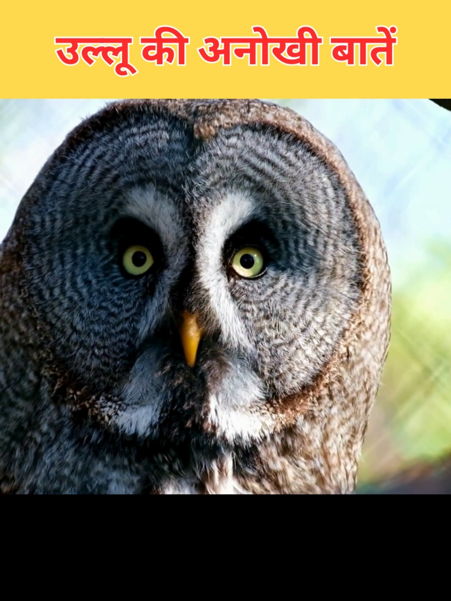 Unbelievable Owl Facts You Didn't Know #facts #amazingfacts  #factsinhindi #fyp
