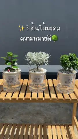 มัดรวมสามต้นไม้มงคล ความหมายดี🌳✨#ต้นไม้มงคล #ต้นไม้แต่งบ้าน #ต้นไม้ฟอกอากาศ 