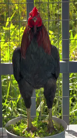 Vừa đủ mười tám…😊📌🐓🌾#Sumgàđiều✅🐓🌾 #gàđáđồngtháp #gàbông #gàchiến #gàđámiềntây #66đồngtháp #xuhuongtiktok 