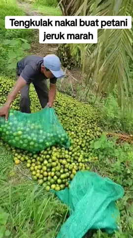#berita#terkini#fypage  beberapa petani jeruk kecewa dan marah terhadap tengkulak yang mempermainkan harga,petanipun memutuskan untuk membuang jeruk itu ke kebun.