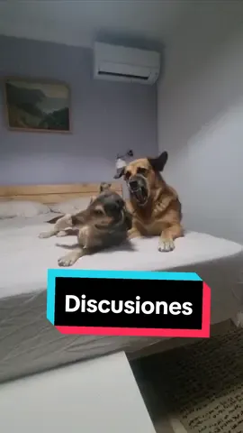 Espero que lo arreglen, por el bien de los niños. 🤣 #discusión #perro #perros #Akira #Bruma 