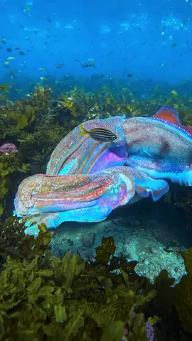 We all know giant cuttlefish (Sepia apama) can display some pretty incredible patterns, but this kaleidoscope of colour is next level! Cuttlefish's incredible ability to change colour, shape, and texture helps them camouflage, mate, and even hypnotise prey. 🎥 Terence Tong #cuttlefish #fish #underwater #underwaterphotography #marine #marinelife #ocean #oceanlife #sealife #scuba #snorkel #diving
