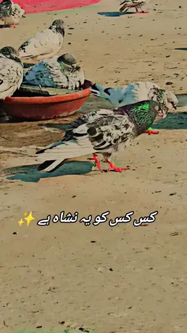 Nasha sb se nashilaa ha. ✌️💯💯##foryou #foryourpage #VIRAL #100kviews 