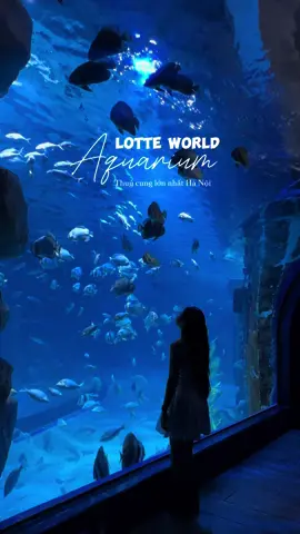 Thuỷ cung Lotte Mall Tây Hồ 📍683 Lạc Long Quân, Tây Hồ, Hà Nội #thuycunglottehanoi #thuycung #thuycunglotte #lotteworld #lotteworldaquarium #hanoididau #cuoituandidau 