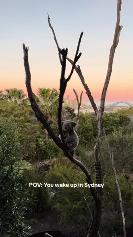 Just another koal-ity view Down Under 🐨❤️ Check yourself in for an overnight stay at the Wildlife Retreat at @TarongaZoo to soak in stunning views of #SydneyHarbour and wake up to some of our fluffy and feathered mates!  🎥: IG/cookie_doe_cairns  📍: #TarongaZoo , Warrane (@Sydney), @New South Wales – home to the Gadigal peoples.  #SeeAustralia #ComeAndSayGday #Sydney #Koala #NewSouthWales #TarongaZoo #Australia #Aussie #SydneyHarbour #Travel #TravelTok #TravelAustralia ID: A fluffy grey koala waking up in the branches of a tree with a harbour city in the background beneath a pastel sunrise.
