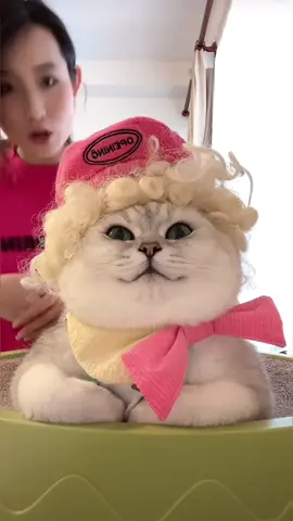 Dedicated model cat#animals #fyp #foryou #cute #funny #cat 