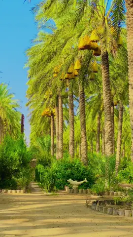 بسكرة #بسكرة_وادسوف_ورقلة_تقرت #باتنة_خنشلة_ام_البواقي_سوق_هراس_تبسة #وهران_الجزائر_عنابة_سكيكدة_بليدة✨🔥❣️ #فيات #دوبلو #قنطرة ر