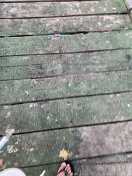 Ko siapa punya shine of black🔥.              #fyp #lagutimurasik #shineofblack 