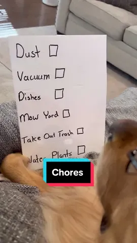 My dog FAILED at being responsible. #dog #goldenretriever 