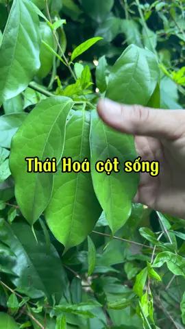 Thái hoá cột sống.#thaoduoc #thaoduocdantoc #thaoduocdantoccaolan #thaoduocdongbac #LearnOnTikTok #chuthanhthaoduocdongbac 