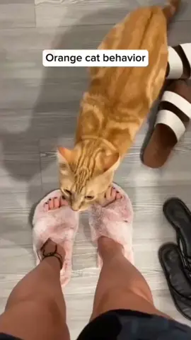 #funnyanimals #funnyvideos #pet #fyp #foryou 