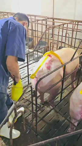 phôi heo. #farm #viral #pets #channuoi #pig #farming 