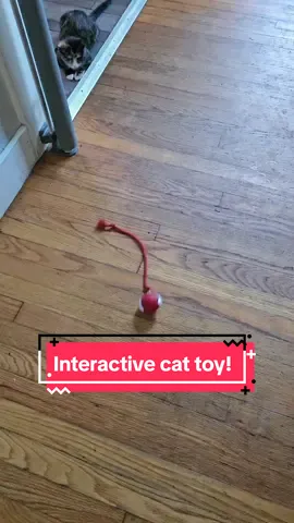 Nala is loving this interactive cat toy!!! Best part... it is rechargeable!!!  #catsoftiktok #toy #petproducts #cute #kitten #rescue #foryoupage #sahm #PetsOfTikTok #petsupplies #fypage 