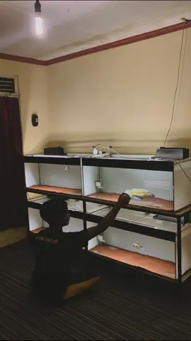 #channaindonesia #ikanhias #aquarium #fyp #aquascape #aquariumfish #predator #bersyukur #motivasi #CapCut 