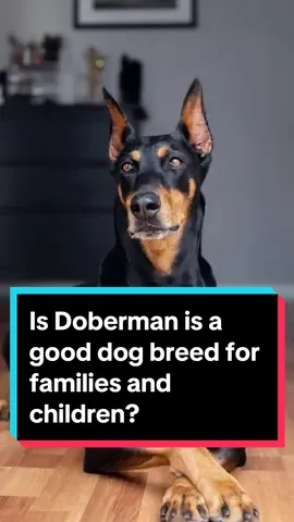 Do you think Doberman is a good dog breed for families and children? #viral #trending #dog #pet #dogsoftiktok #doberman 