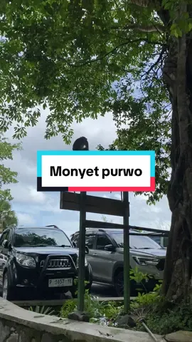 Boleh disave ya jgn lupa like komen ☺️ #alaspurwo #banyuwangi #vidio #mentahan #mentahanvideo #travel #traveltiktok #hutan #hawadingin #prank #healing #HealingJourney #monyet #monyetlokal #monyetlucu #monyettiktok 